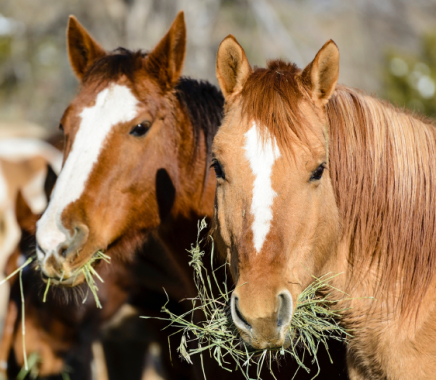 Hippocrene Dierenartsen Praktijk voor Paarden, Paardendokter in Hall, Gelderland, Paardenarts, 24 uur bereikbaar, erkend dierenarts, Apeldoorn, Arnhem, ziek paard, gezocht, paardenpraktijk, merries