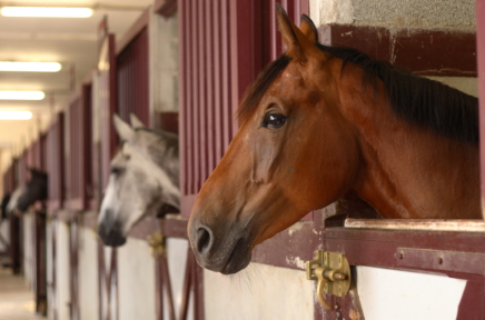 Hippocrene Dierenartsen Praktijk voor Paarden, Paardendokter in Hall, Gelderland, Paardenarts, 24 uur bereikbaar, erkend dierenarts, Apeldoorn, Arnhem, ziek paard, gezocht, paardenpraktijk, merries