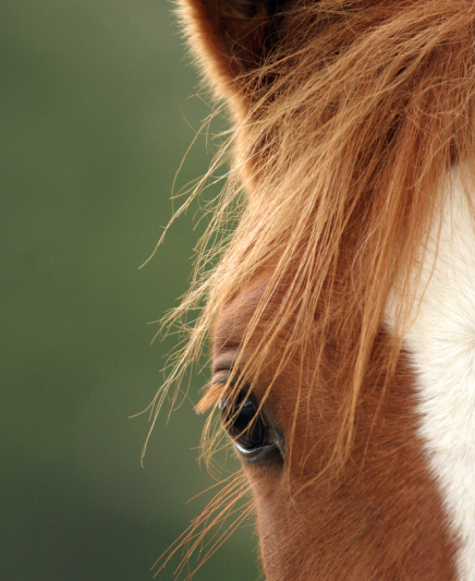 Hippocrene Dierenartsen Praktijk voor Paarden, Paardendokter in Hall, Gelderland, Paardenarts, 24 uur bereikbaar, erkend dierenarts, Apeldoorn, Arnhem, ziek paard, gezocht, paardenpraktijk, merries